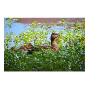 Mallard och Ducklings-Swimming av Shirley Taylor Fototryck