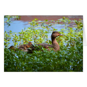 Mallard och Ducklings-Swimming av Shirley Taylor Hälsningskort