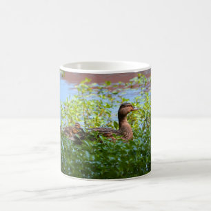 Mallard och Ducklings-Swimming av Shirley Taylor Kaffemugg