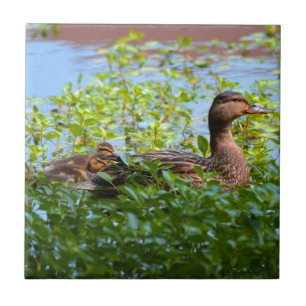 Mallard och Ducklings-Swimming av Shirley Taylor Kakelplatta
