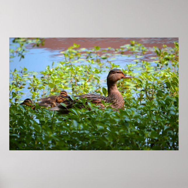 Mallard och Ducklings-Swimming av Shirley Taylor Poster (Framsidan)
