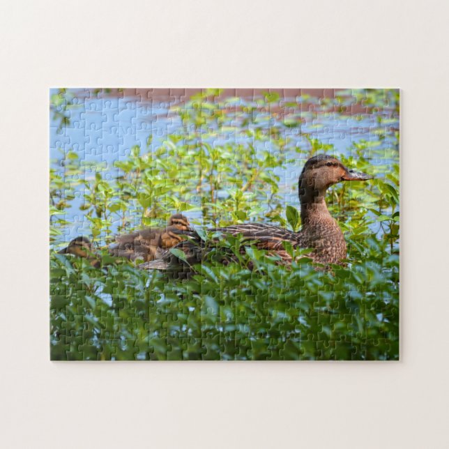Mallard och Ducklings-Swimming av Shirley Taylor Pussel (Horisontell)