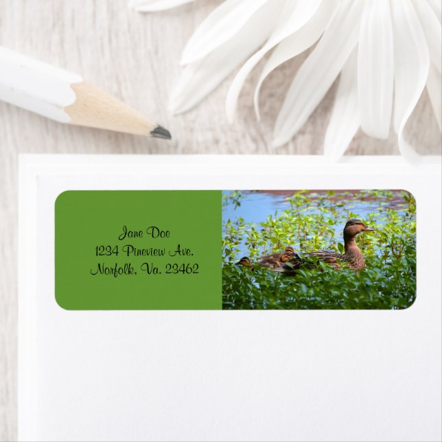 Mallard och Ducklings-Swimming av Shirley Taylor Returadress Etikett (Insitu)