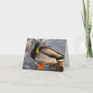 Mallard på ett isskåp som tänker på ditt kort