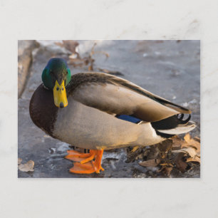 Mallard på Ice Vykort