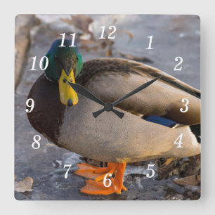 Mallard på isväggklocka fyrkantig klocka