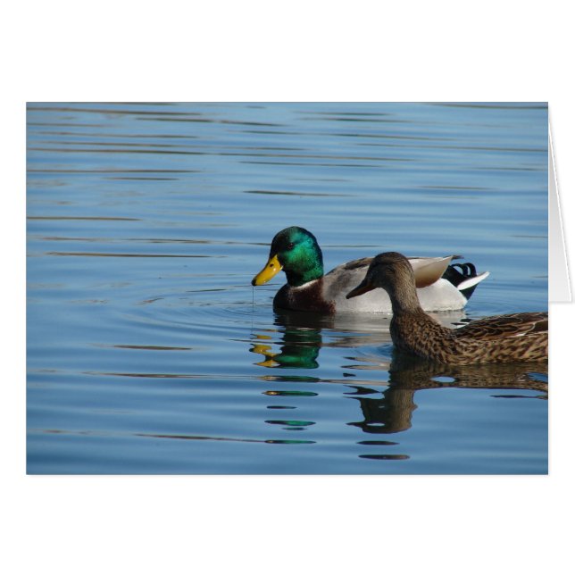 Mallard Pair Hälsningskort (Framsidan Horizontal)