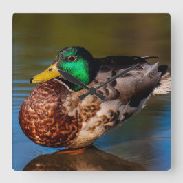 Mallard Porträtt Fyrkantig Klocka