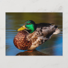 Mallard Porträtt vykort
