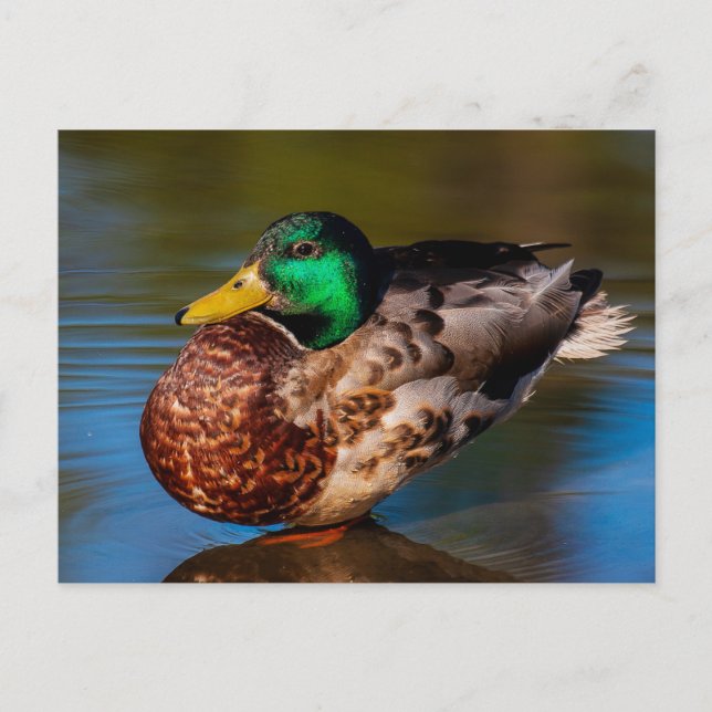 Mallard Porträtt vykort (Framsida)