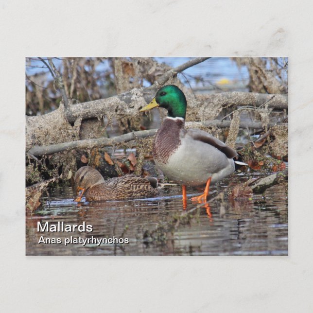 Mallard Postcard Vykort (Framsida)