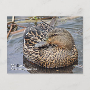Mallard Postcard Vykort