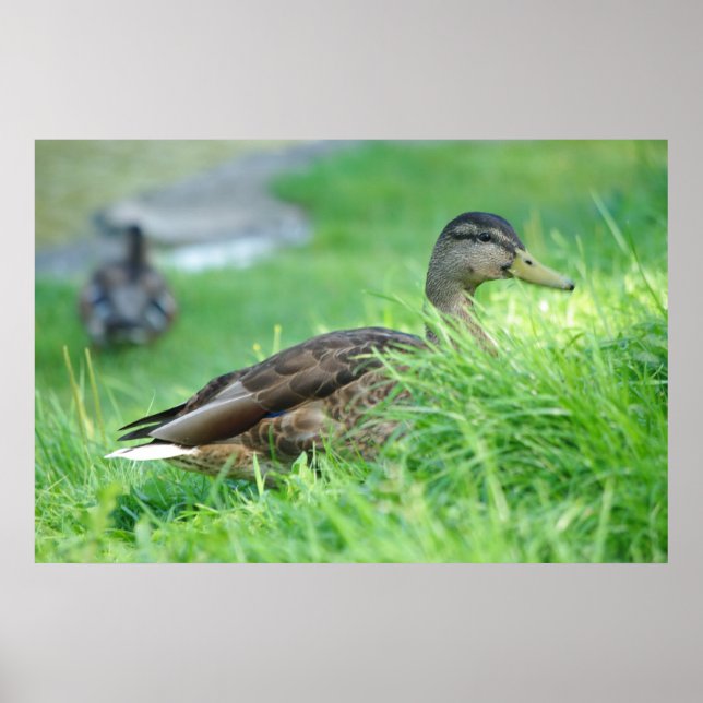 Mallard Poster (Framsidan)