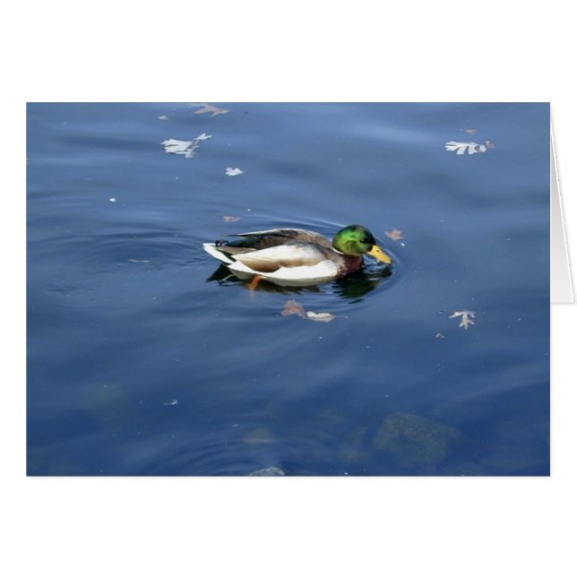 Mallard Shimmer-kort Hälsningskort (Framsidan Horizontal)