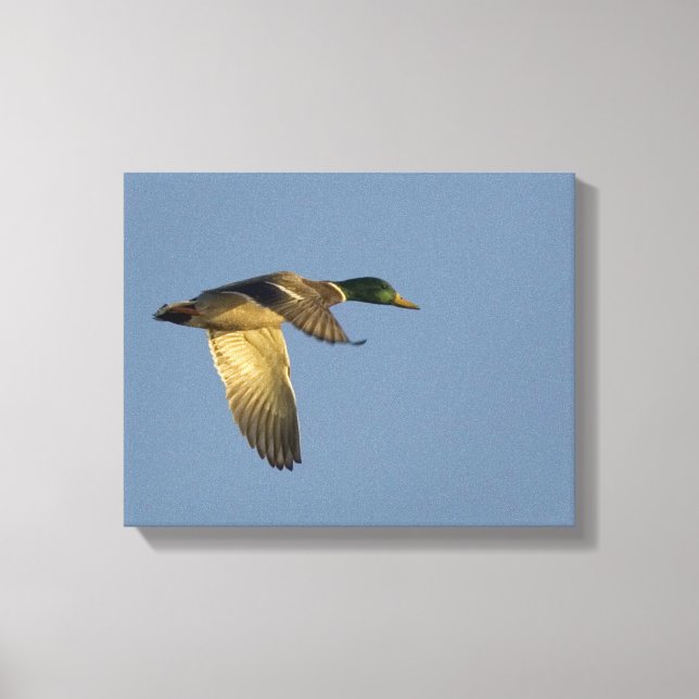 Mallard som flyger i Open Himlar Wrapped Canvas Sk (Framsida)