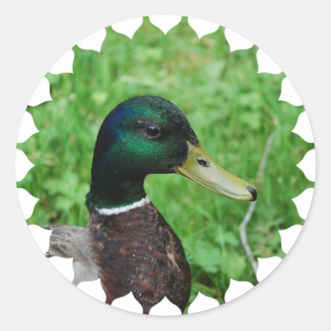 Mallard Stickers Runt Klistermärke (Framsida)