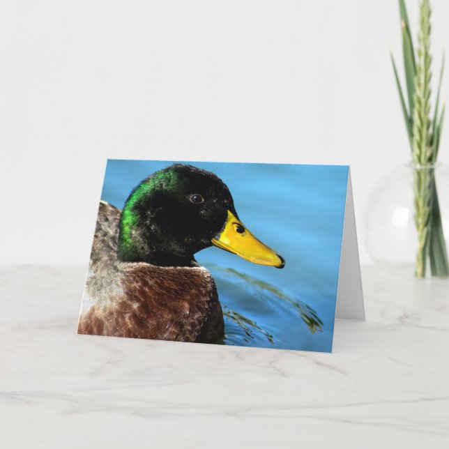 Mallard Up Close Kort (Framsida)