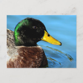Mallard Up Close Vykort