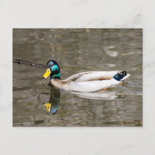 Mallard Vykort