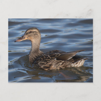Mallard Vykort