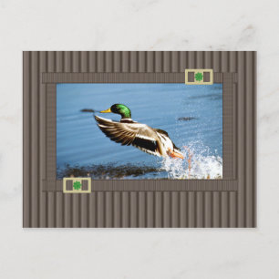 Mallard Vykort