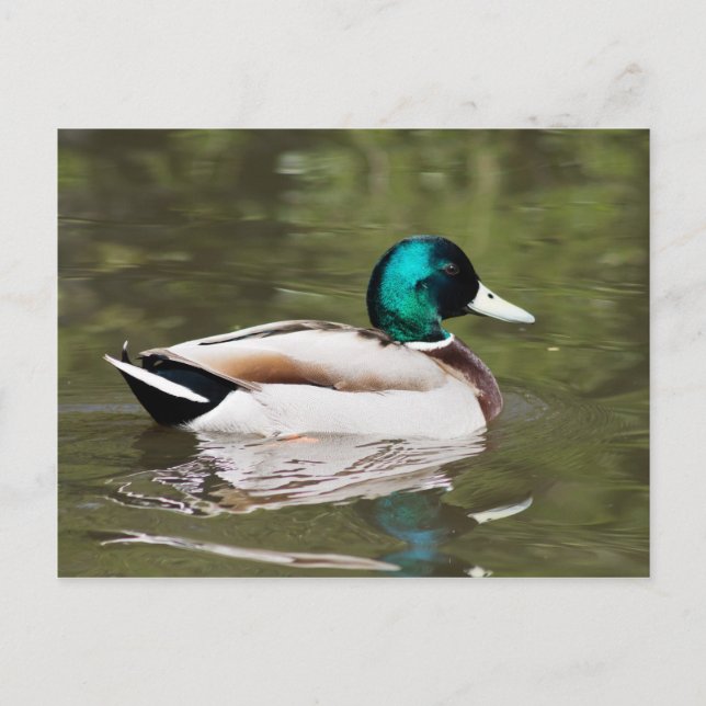 Mallard Vykort (Framsida)