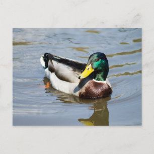 Mallard Vykort