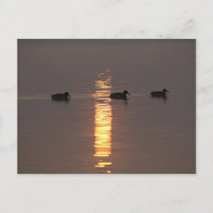 Mallard-vykort Vykort
