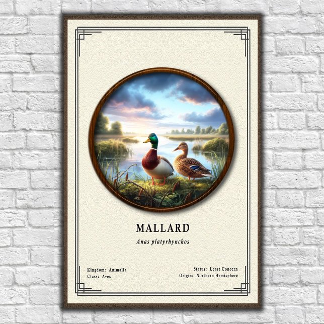 Mallard Zoologi Serie Poster (Skapare uppladdad)