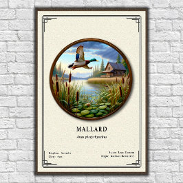 Mallard Zoologi Serie Poster