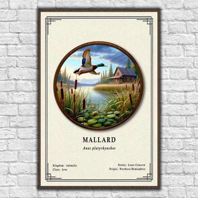 Mallard Zoologi Serie Poster (Skapare uppladdad)