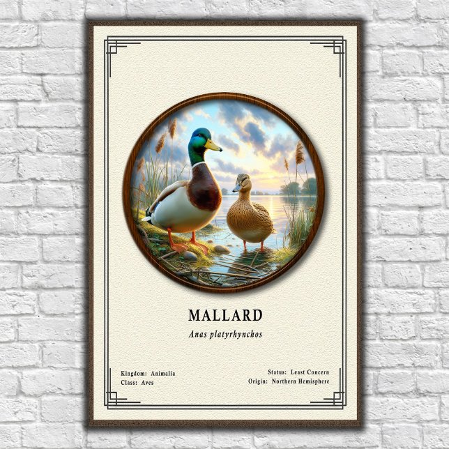 Mallard Zoologi Serie Poster (Skapare uppladdad)