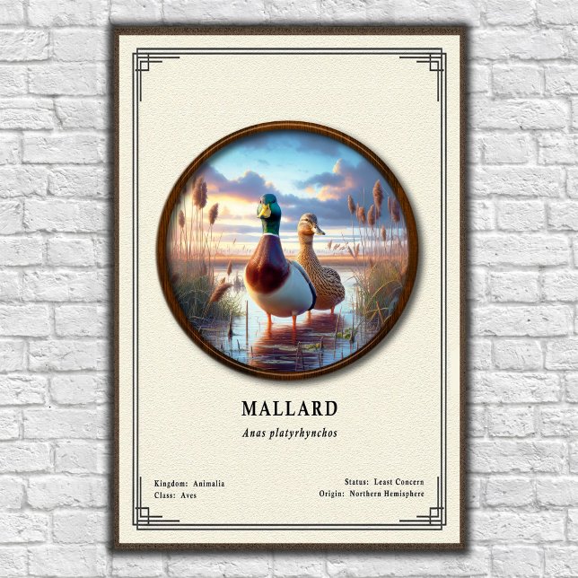 Mallard Zoologi Serie Poster (Skapare uppladdad)