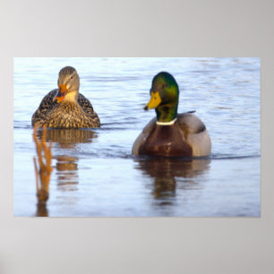 Mallardankan Fotoaffisch Poster