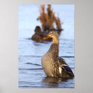 Mallardankan Fotoaffisch Poster