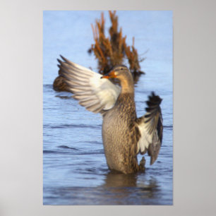 Mallardankan Fotoaffisch Poster