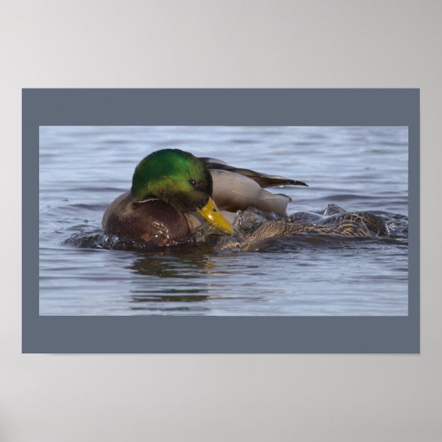 Mallardankan Fotoaffisch Poster (Framsidan)
