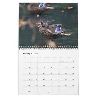 Mallards 2021 kalender