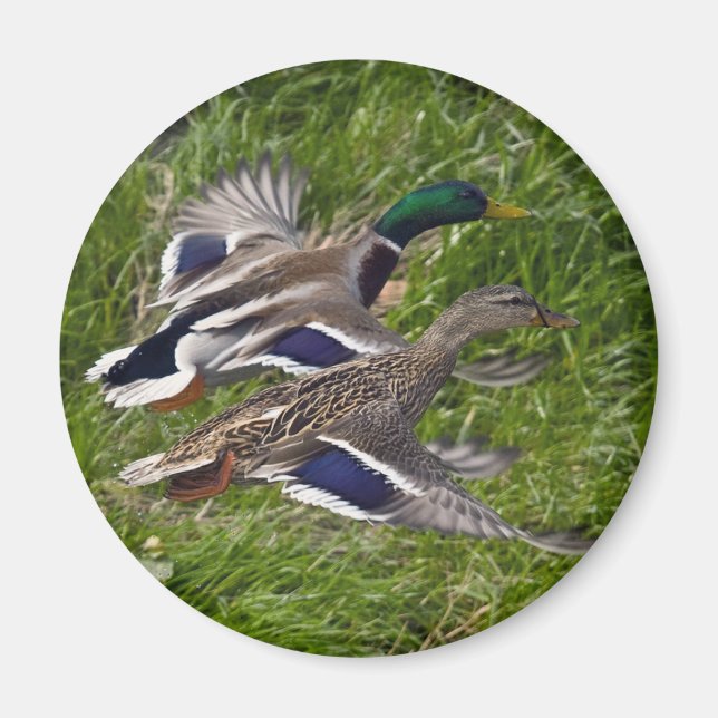Mallards Flies Magnet (Framsidan)