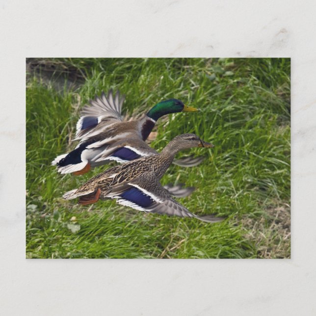 Mallards Flies Postcard Vykort (Framsida)