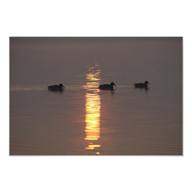 Mallards Fototryck (Framsidan)