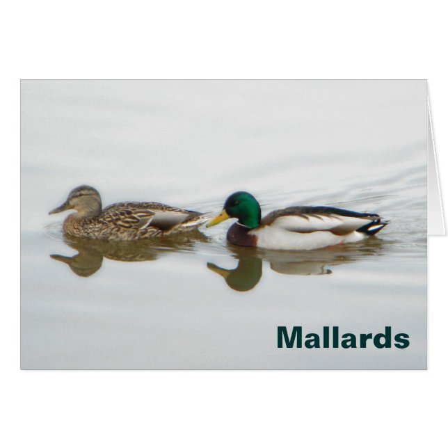 Mallards Hälsningskort (Framsidan Horizontal)