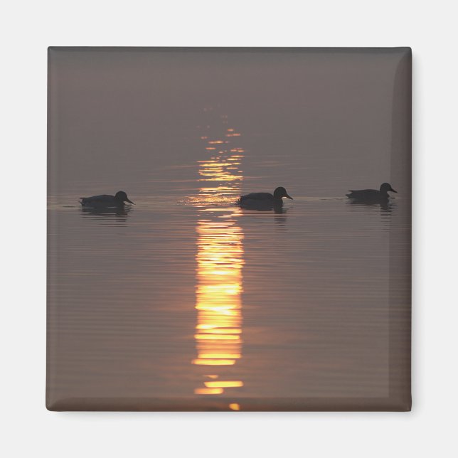 Mallards Magnet (Framsidan)