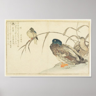 Mallards och Kingfisher (Utamaro) Poster