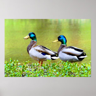 Mallards on the bank of pond poster