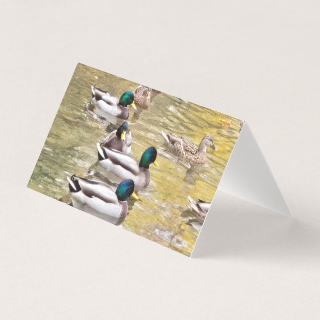 Mallards på dammen kort (Framsida)