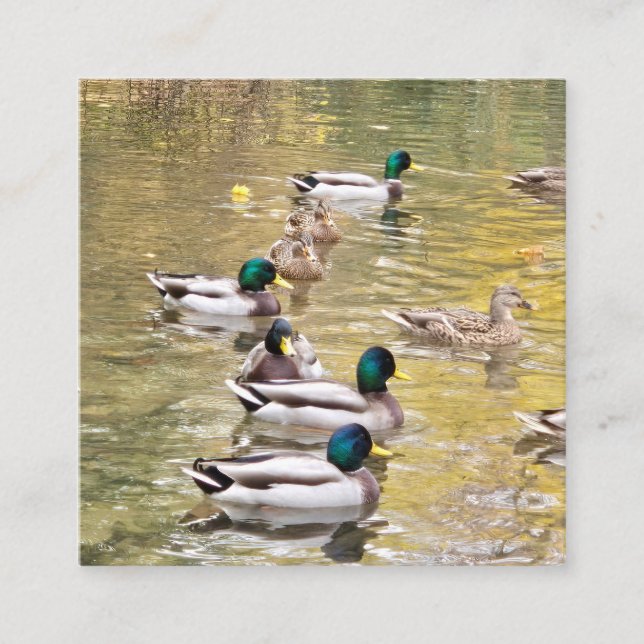 Mallards på dammen tilläggskort (Framsida)