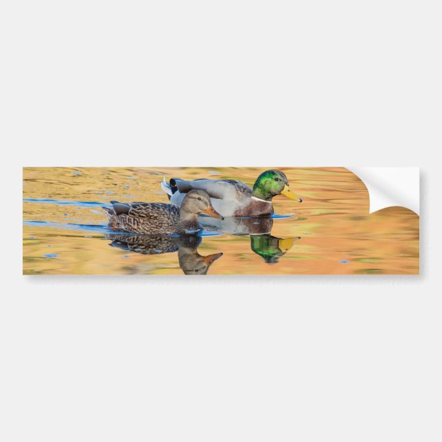 Mallards par bildekal (Framsidan)