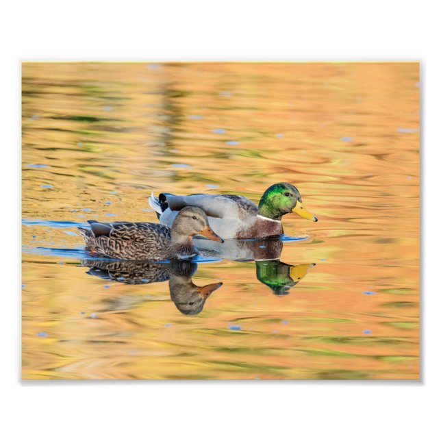 Mallards par fototryck (Framsidan)