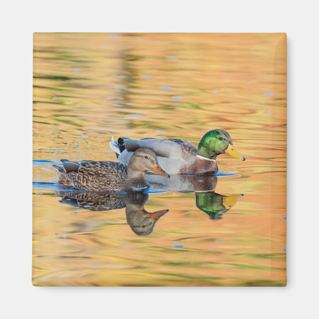 Mallards par magnet (Framsidan)
